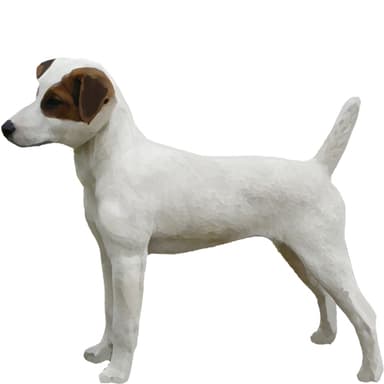 パーソン・ラッセル・テリア【セット検査】