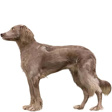 ワイマラナー（ロングヘアー）【セット検査】