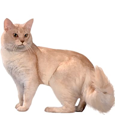 ソマリ（ロングヘア）【セット検査】