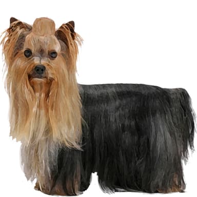 ヨークシャーテリア【セット検査】