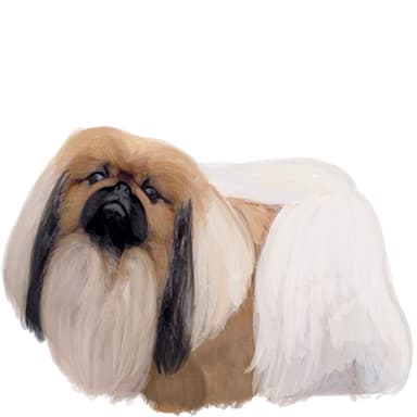 ペキニーズ【セット検査】