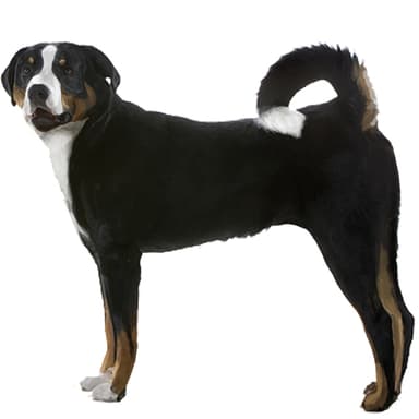 マウンテン・ドッグ【セット検査】