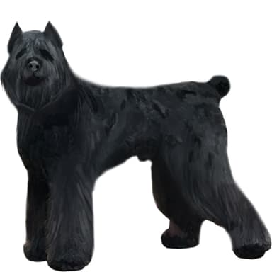 ブービエ・デ・フランダース【セット検査】