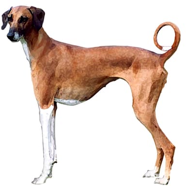 アザワク【セット検査】