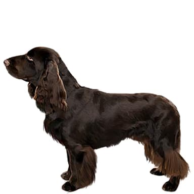 フィールド・スパニエル【セット検査】