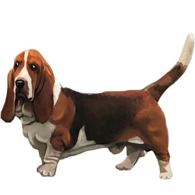 バセットハウンド【セット検査】