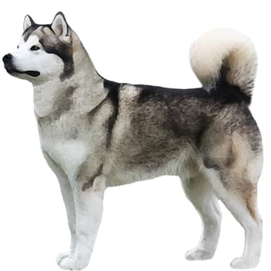 アラスカン・ハスキー【単検査】