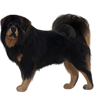 チベタン・マスティフ【セット検査】