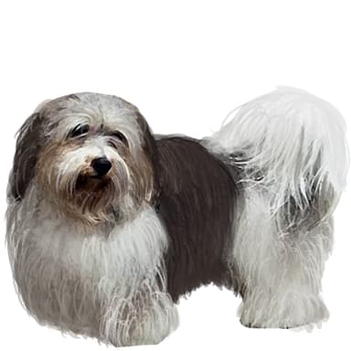 ハバニーズ【セット検査】