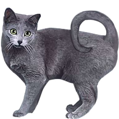 アメリカン・リングテイル【単検査】