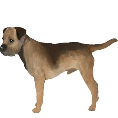 ボーダー・テリア【セット検査】