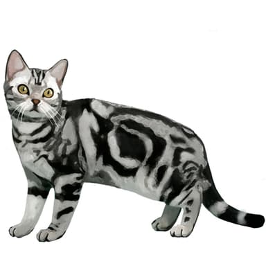 アメリカン・ショートヘア【単検査】