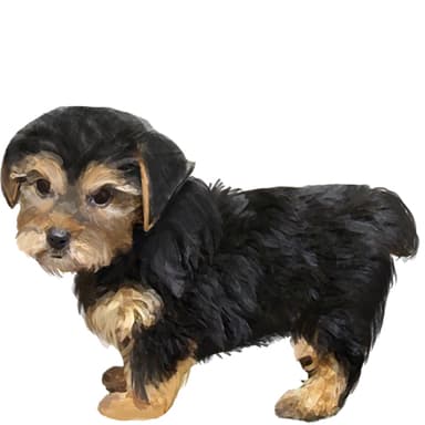 ヨークシャーテリア（ミニチュア）【単検査】