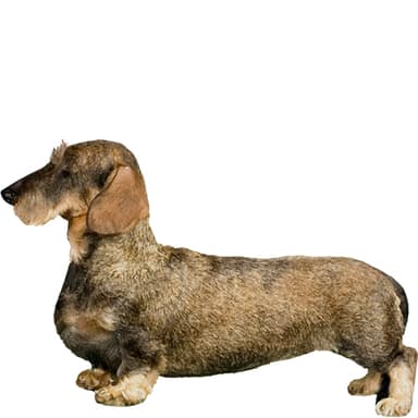 ダックスフンド（スタンダード：ワイヤーヘアー）【セット検査】