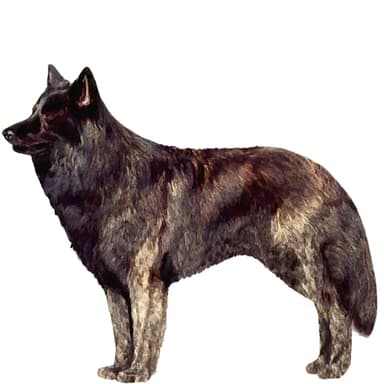 ダッチ・シェパード【セット検査】