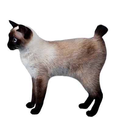 トイボブ【セット検査】