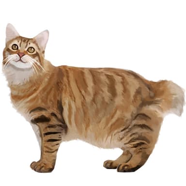 アメリカン・ボブテイル【セット検査】