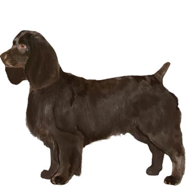 ボイキンスパニエル【セット検査】