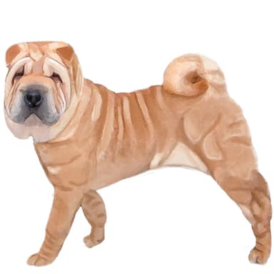 チャイニーズ・シャー・ペイ【セット検査】