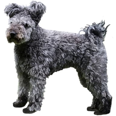 プーミー【セット検査】