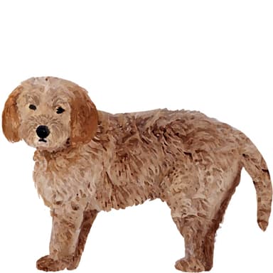 カブードル【単検査】