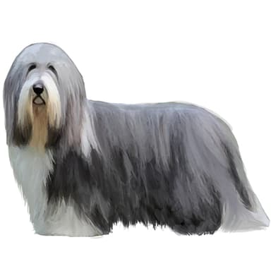 ビアデッド・コリー【セット検査】