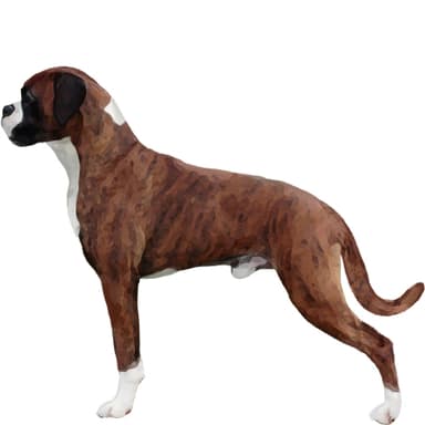 ボクサー【単検査】