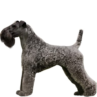 ケリー・ブルテリア【セット検査】