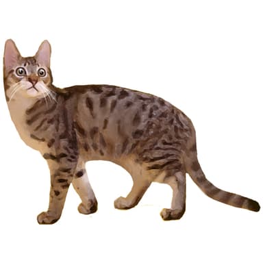 カリフォルニア・スパングルド【セット検査】