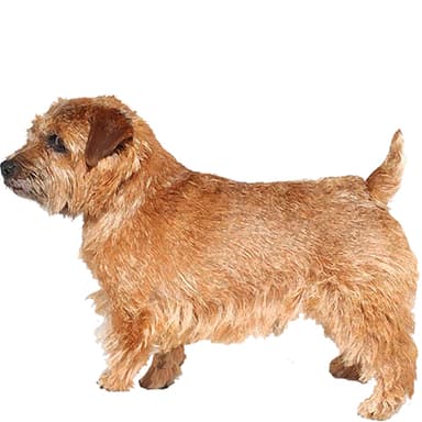 ノーフォーク・テリア【セット検査】