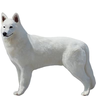 ホワイトスイスシェパード【セット検査】