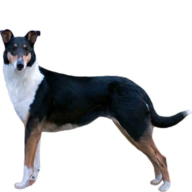 コリー（スムース）【セット検査】