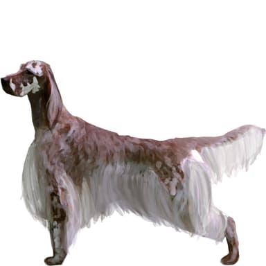 イングリッシュ・セッター【セット検査】