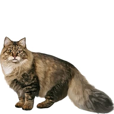 イベリアン・フォレスト・キャット【セット検査】