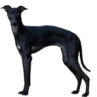 イタリアン・グレイ・ハウンド【単検査】