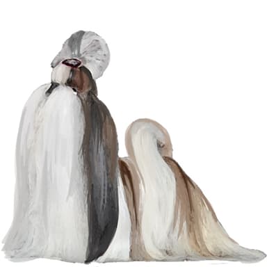 シーズー【セット検査】