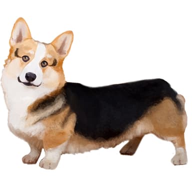 ウェルシュ・コーギー（カーディガン）【セット検査】