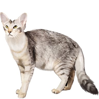 ジャバニーズ【セット検査】