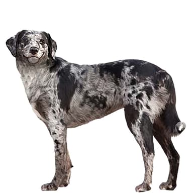 カタフーラ・レパード・ドッグ【セット検査】