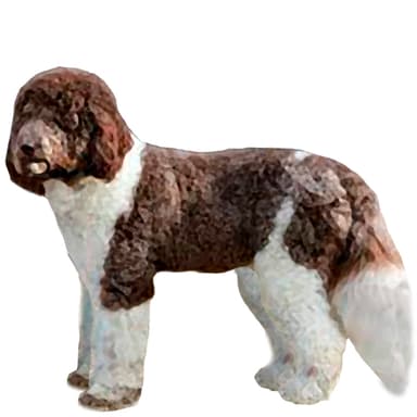 バーナードゥードル【セット検査】