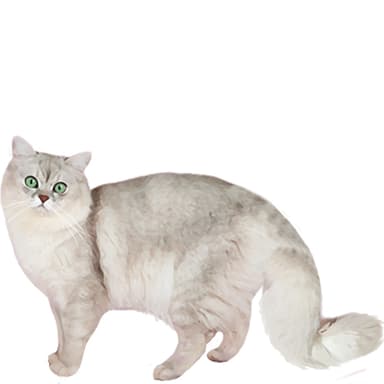 シャンティリー・ティファニー【セット検査】