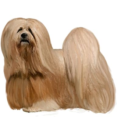 ラサ・アプソ【セット検査】