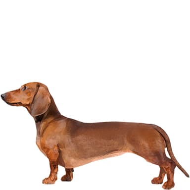 ダックスフンド（スタンダード：スムースヘアー）【セット検査】