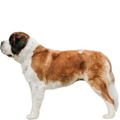 セントバーナード【セット検査】