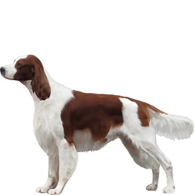 アイリッシュ・レッド・アンド・ホワイト・セター【単検査】