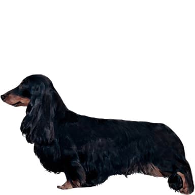 ダックスフンド（スタンダード：ロングヘアー）【セット検査】