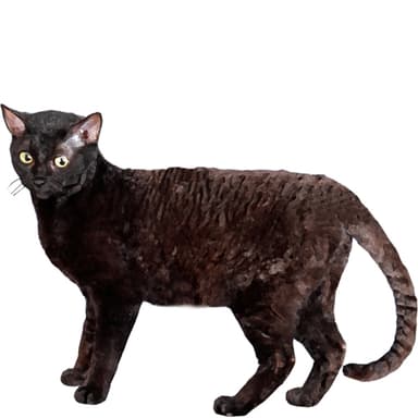 ジャーマンレックス【セット検査】