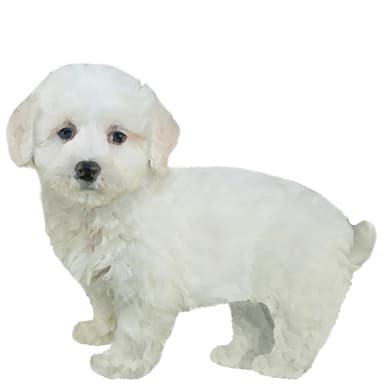 ムードル【セット検査】