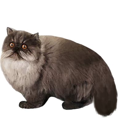 ペルシャ（スモーク）【単検査】