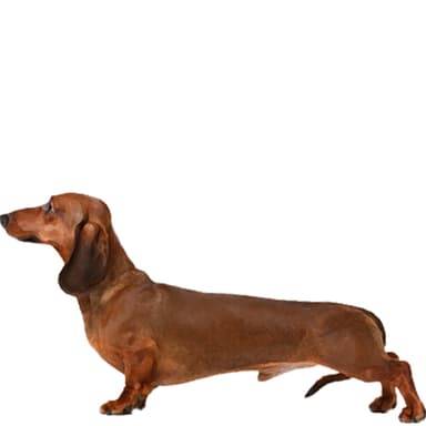 ダックスフンド（ミニチュア：スムースヘアー）【セット検査】